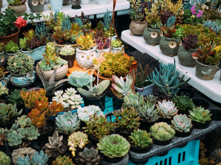 Grow Perfect Outdoor Succulents